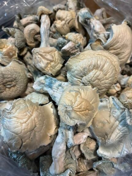 Albino Penis Envy mushroom