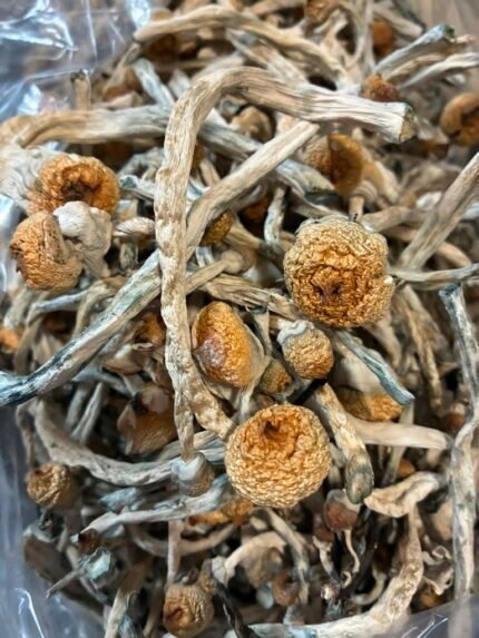 Golden teacher mushroom